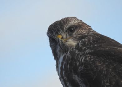 Buzzard Looking For Prey