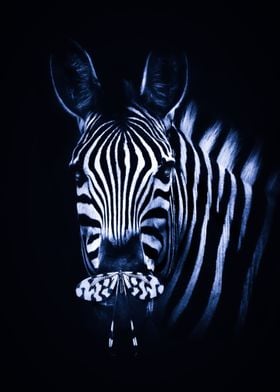 butterfly zebra