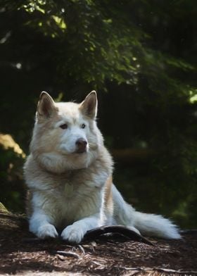 Husky