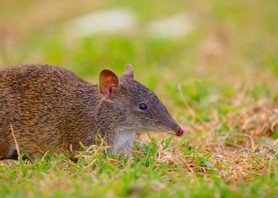 A Cute Bandicoot