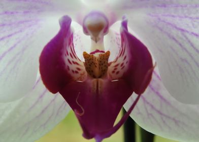 Orchid Blossom