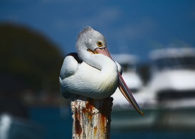 A Pelican On A Pylon