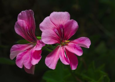 Pink Geranium Flowers