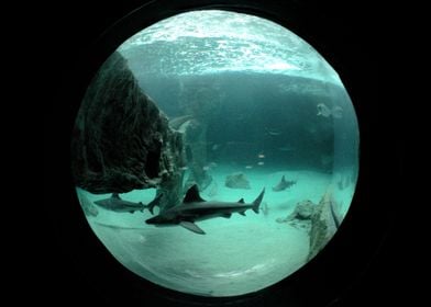 Sharky fisheye