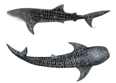 Whale sharks