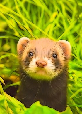 Ferret