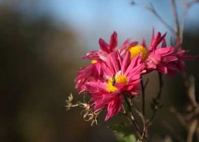 Rote Chrysantheme Fotograf