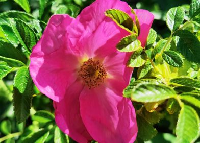 Rose Hip Blossom