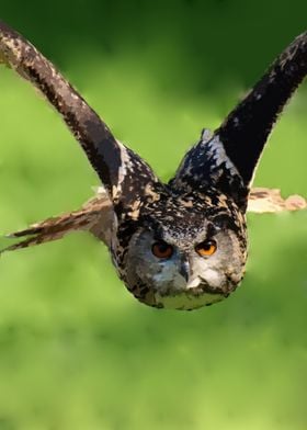 Wild owl