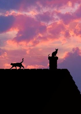 Cats on the rooftop