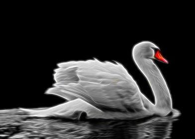 Graceful Swan