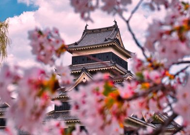 Autumn Sakura tree