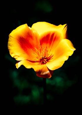 California Poppy