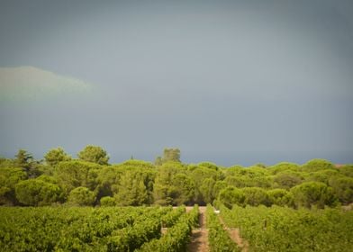 Expanse of green