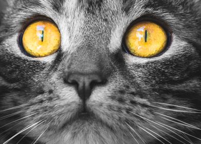 Yellow Eyes Cat