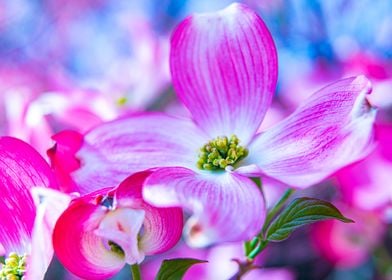 Cornus Florida tenderness