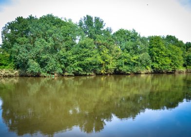 Trees in the Lake