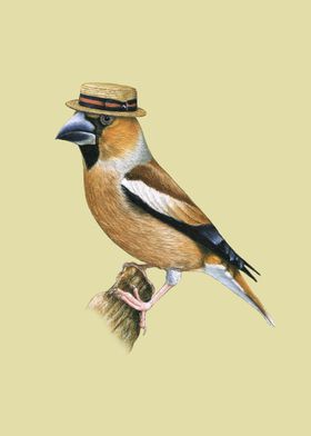 Hawfinch