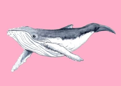 Humpback whale baby pink