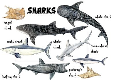 Sharks