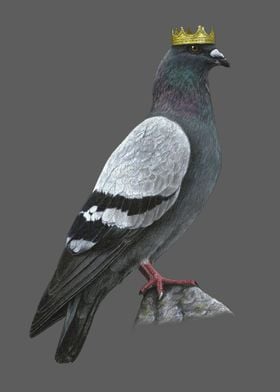 Rock dove