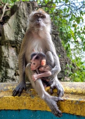 Crabeating macaque