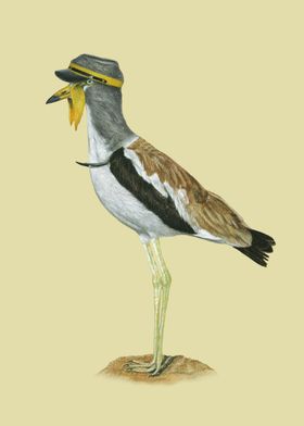 Whitecrowned lapwing