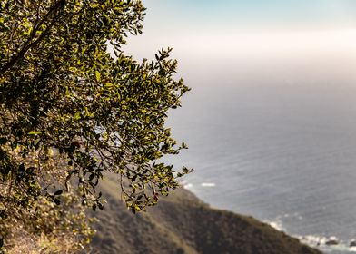 Oak Leaves over Pacific