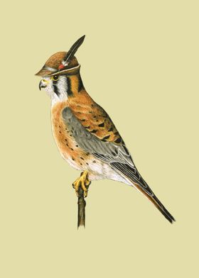 American kestrel