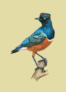 Superb starling