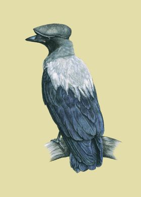 Hooded crow