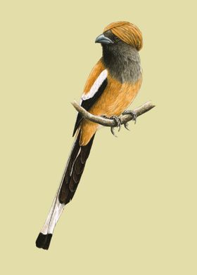 Rufous treepie