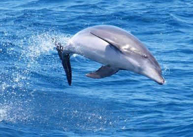 Bottlenose dolphin jump