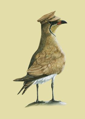 Blackwinged pratincole