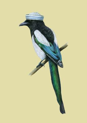 Eurasian magpie