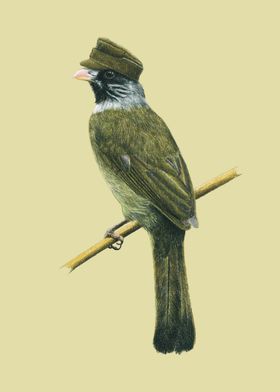 Collared finchbill