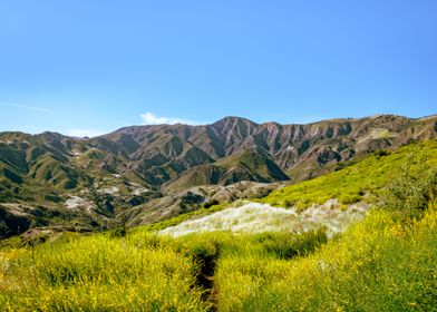 Mountain Meadow