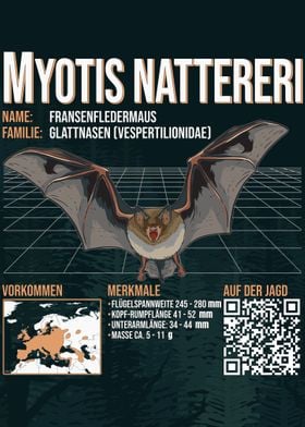 Myotis Natteri Fledermaus