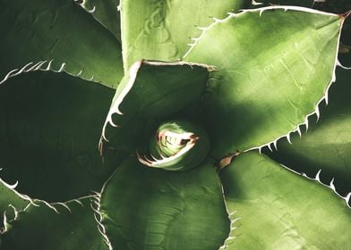 Agave