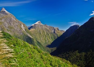 Milford Track Day 3