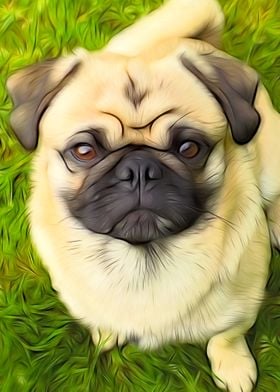 Cutie Pug