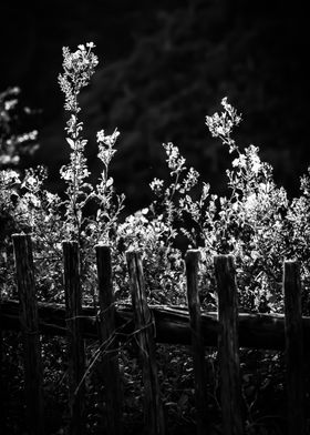 Flowers by the fence