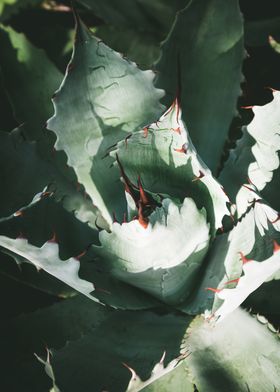 Agave