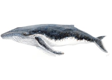 Humpback whale megaptera