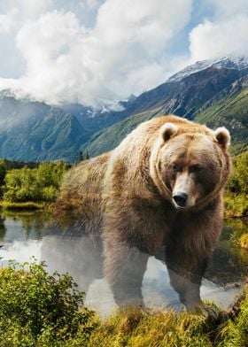 Grizzly bear in Alaska