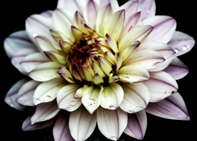 Water Lily Dahlia