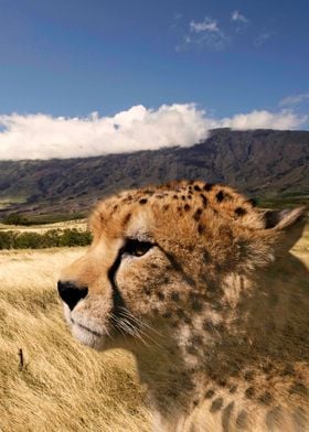 Gepard in Africa