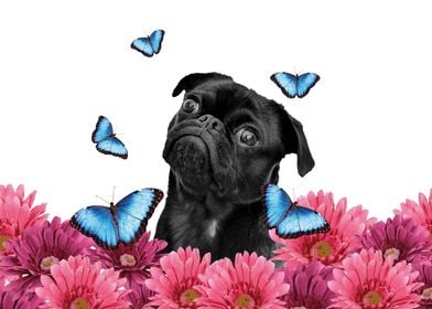 Pug Gerbera Butterflies