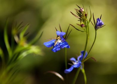 Hoverfly on Lobelia