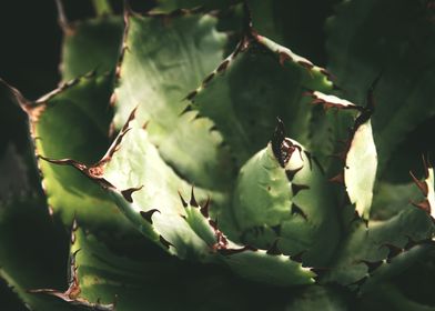 Agave